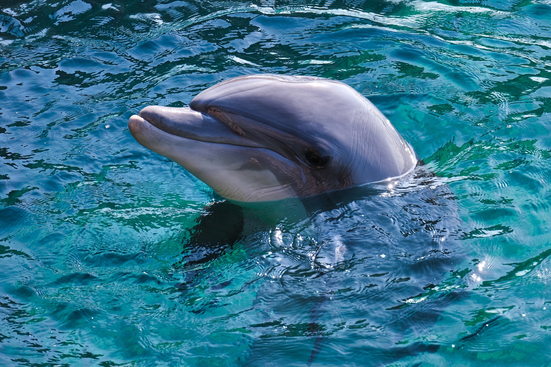 Delfin Botella Tenerife