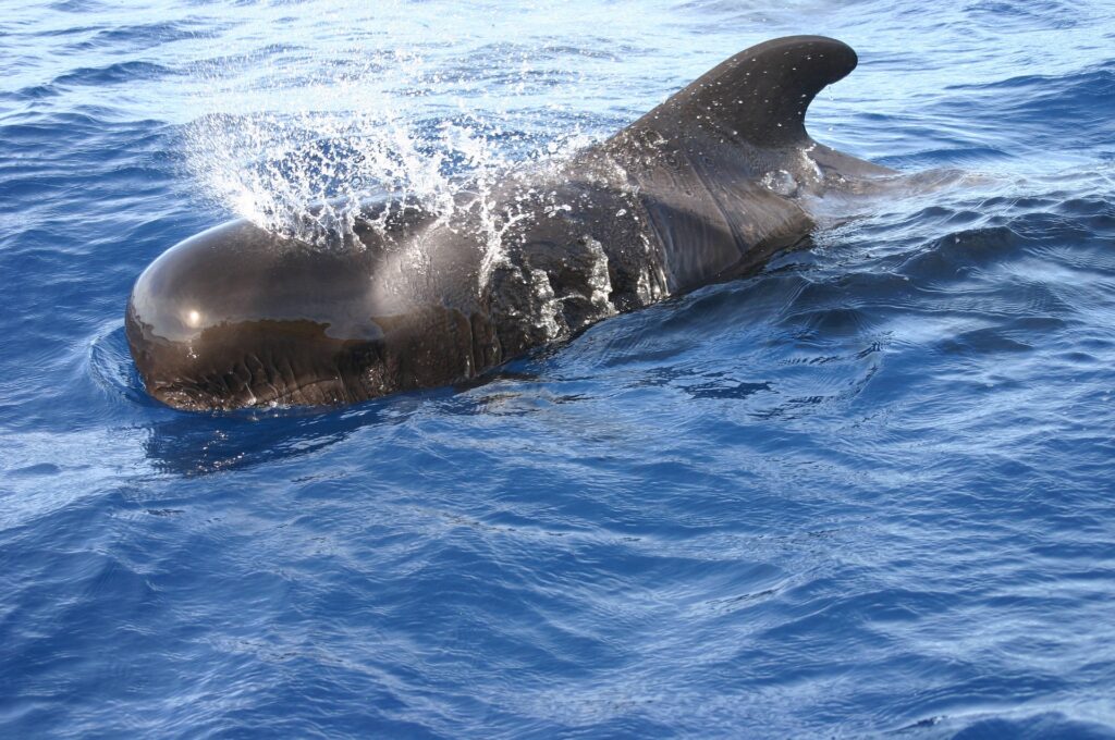 Ballena Piloto en Tenerife