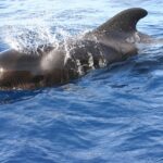 Ballena Piloto en Tenerife