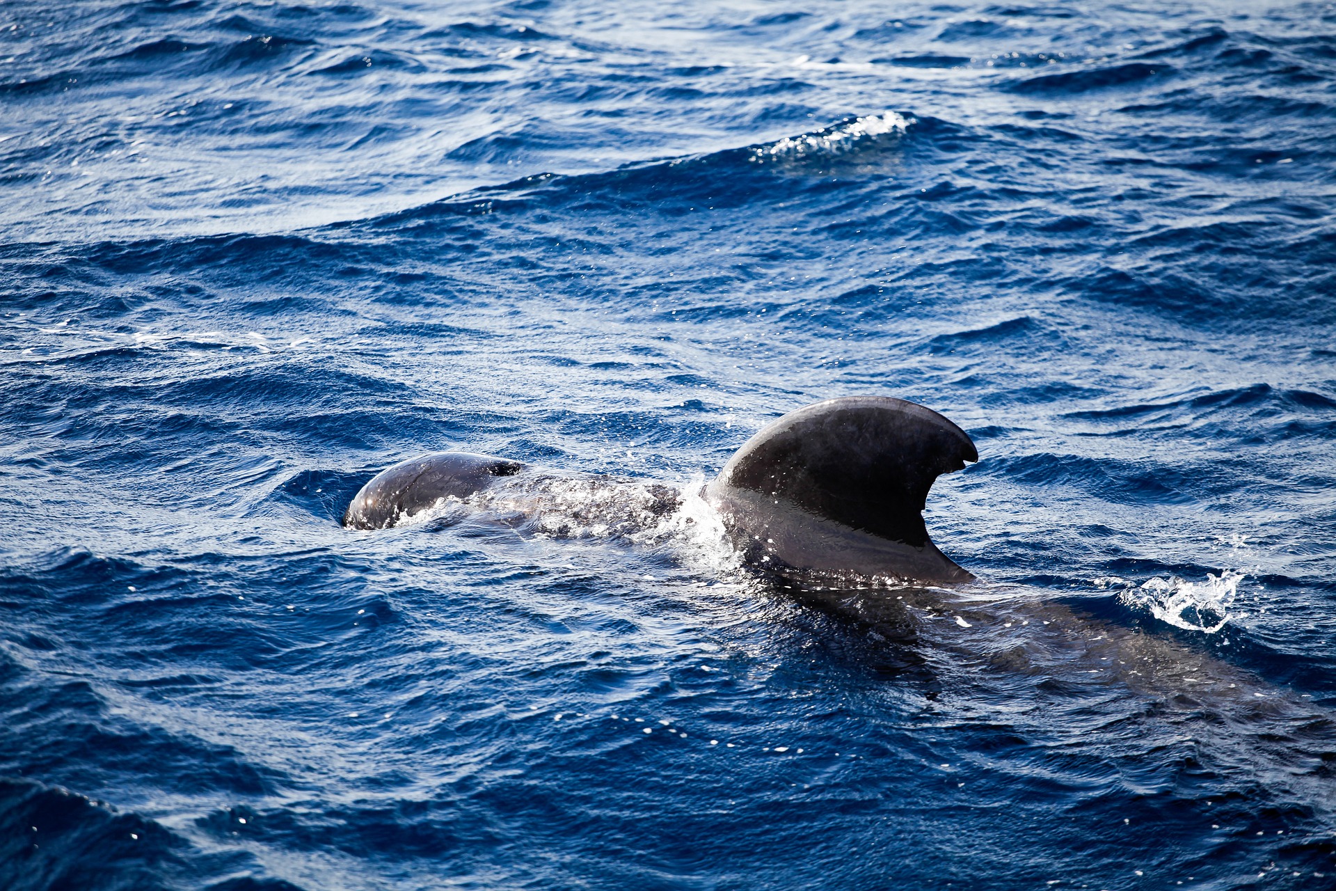 Ver Ballenas en Tenerife